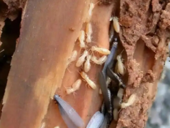 梅州白蚁防治公司分享园林绿化白蚁防治，守护绿植与庭院安全